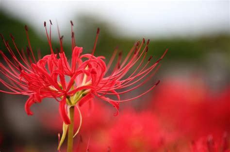 彼岸花風水|彼岸花（ヒガンバナ）ってどんな花？別名や赤・黄色。